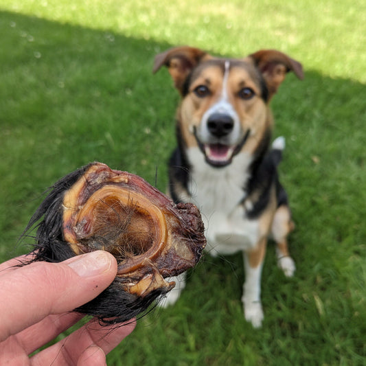 A person holds a Wild Nosh Pets Hairy Bison Ear Bud in the foreground, while a happy dog sits on green grass behind them, highlighting these natural dog treats.